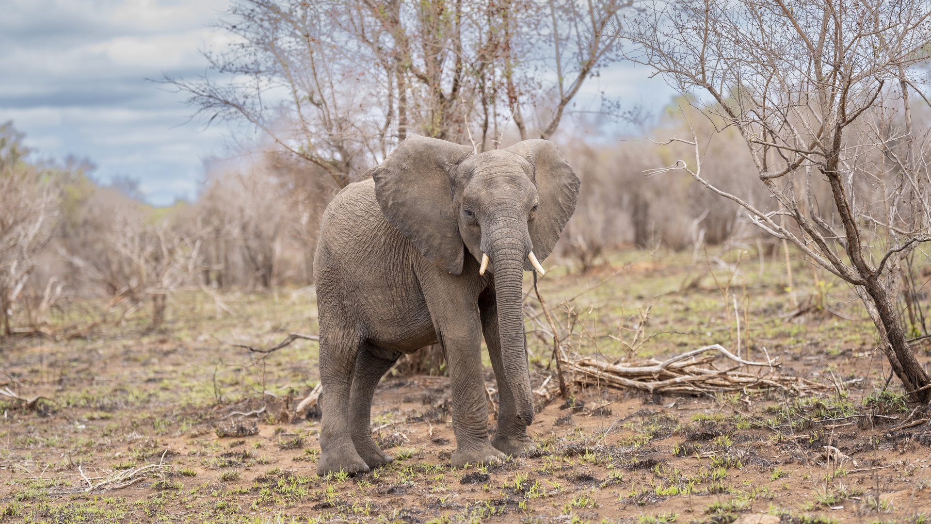 Kruger25 2025 10 31 12 26 18 ILCE 9M3 1868